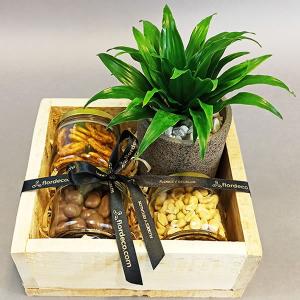 Caja con Planta Dracena y botanas