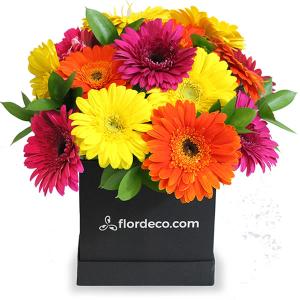 Caja surtida con gerberas