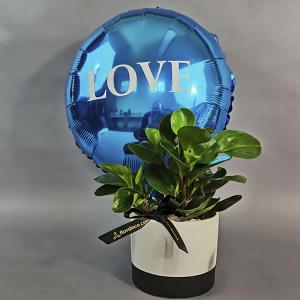 Maceta con Planta Peperomia y globo LOVE