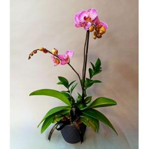 Orquidea en maceta para regalo - envio a domicilio