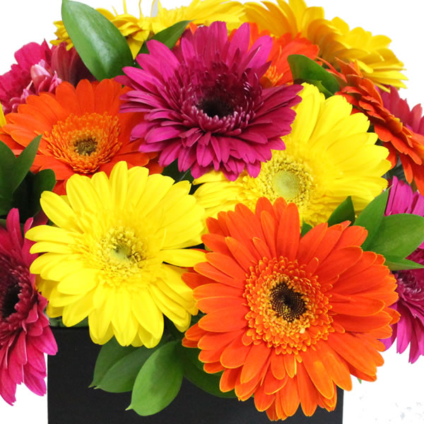 Gerberas de colores en caja 2511