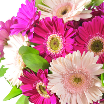 10 gerberas pink en florero 2304