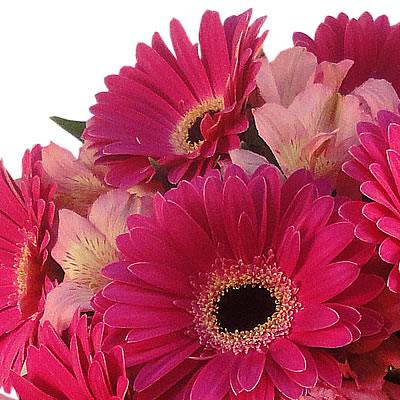 Jarron de gerberas y alstromerias pink 2312